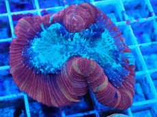 画像2: No.42 フィジー産 オオバナサンゴ マルチカラー (2)