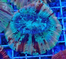 画像1: No.43 オオバナサンゴ マルチカラー (1)