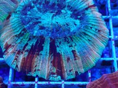 画像2: No.43 オオバナサンゴ マルチカラー (2)