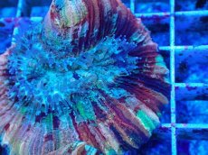 画像2: No.44 オオバナサンゴ マルチカラー (2)