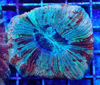 ライブロック ミックスザイズ を買うならアクアスタイルユー 海水魚