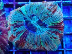 画像2: No.45 オオバナサンゴ マルチカラー (2)