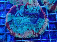 画像1: No.46 オオバナサンゴ マルチカラー (1)