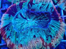 画像2: No.46 オオバナサンゴ マルチカラー (2)