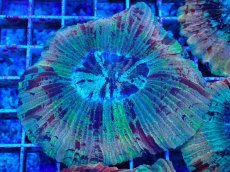 画像1: No.47 オオバナサンゴ マルチカラー (1)