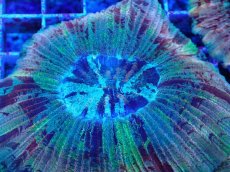 画像2: No.47 オオバナサンゴ マルチカラー (2)