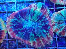 画像1: No.48 オオバナサンゴ マルチカラー (1)