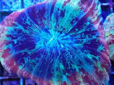 画像2: No.48 オオバナサンゴ マルチカラー (2)