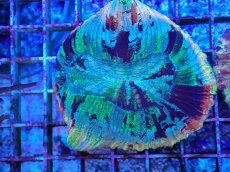 画像1: No.49 オオバナサンゴ マルチカラー (1)