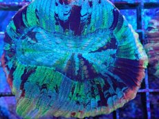 画像2: No.49 オオバナサンゴ マルチカラー (2)