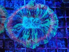 画像1: No.50 オオバナサンゴ マルチカラー (1)