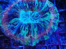 画像2: No.50 オオバナサンゴ マルチカラー (2)