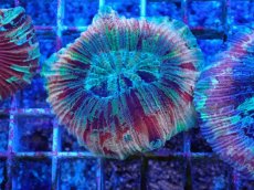 画像1: No.51 オオバナサンゴ マルチカラー (1)