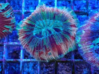 No.14 オオバナサンゴ マルチカラーを買うならアクアスタイルユー 大阪