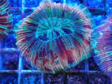 画像2: No.51 オオバナサンゴ マルチカラー (2)