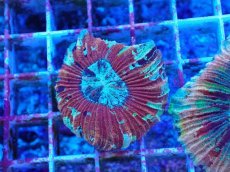 画像1: No.52 オオバナサンゴ マルチカラー (1)