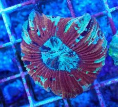 画像2: No.52 オオバナサンゴ マルチカラー (2)
