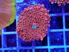 画像1: No.1 バブルディスク パッションピンク (1)