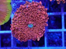 画像2: No.1 バブルディスク パッションピンク (2)