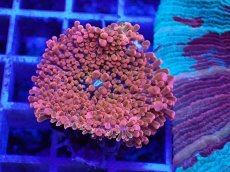 画像1: No.3 バブルディスク パッションピンク (1)