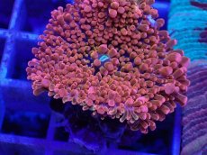 画像2: No.3 バブルディスク パッションピンク (2)