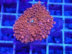 画像1: No.4 バブルディスク パッションピンク (1)