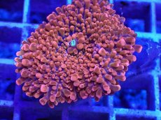 画像2: No.4 バブルディスク パッションピンク (2)