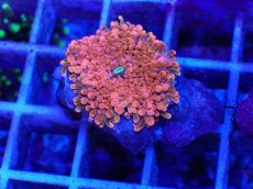 画像1: No.5 バブルディスク パッションピンク (1)