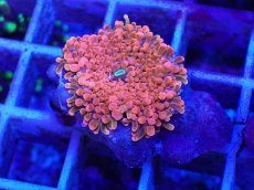 画像2: No.5 バブルディスク パッションピンク (2)