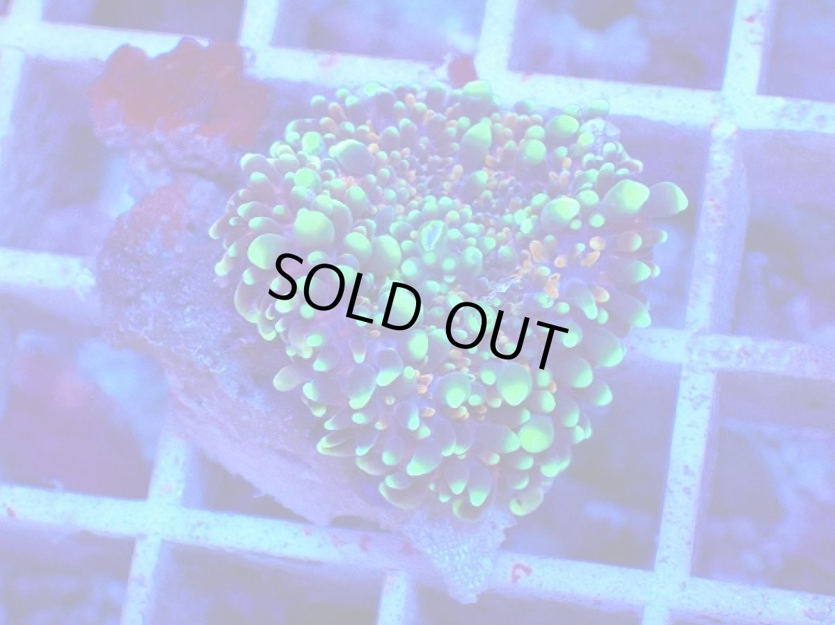 画像1: No.6 バブルディスク マルチカラー (1)