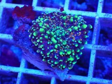 画像1: No.6 バブルディスク マルチカラー (1)