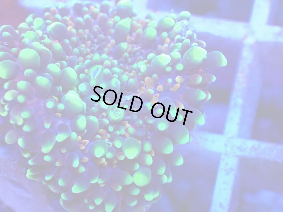 画像2: No.6 バブルディスク マルチカラー (2)