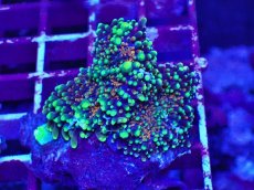 画像1: No.7 バブルディスク マルチカラー (1)