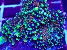 画像2: No.7 バブルディスク マルチカラー (2)