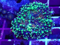 画像1: No.8 バブルディスク マルチカラー (1)