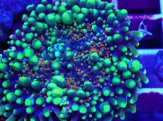 画像2: No.8 バブルディスク マルチカラー (2)