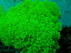 画像2: No.1 タコアシサンゴ（本タコ） メタリックグリーン (2)