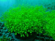 画像1: No.2 タコアシサンゴ（本タコ） メタリックグリーン (1)