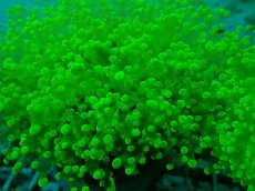 画像2: No.2 タコアシサンゴ（本タコ） メタリックグリーン (2)