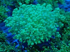 画像1: No.3 タコアシサンゴ（本タコ） メタリックグリーン (1)