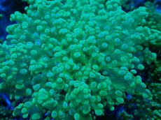 画像2: No.3 タコアシサンゴ（本タコ） メタリックグリーン (2)