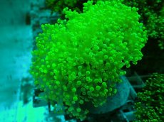 画像1: No.4 タコアシサンゴ（本タコ） メタリックグリーン (1)