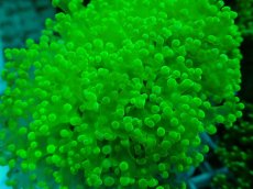 画像2: No.4 タコアシサンゴ（本タコ） メタリックグリーン (2)