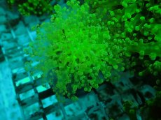 画像1: No.5 タコアシサンゴ（本タコ） メタリックグリーン (1)