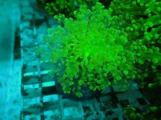 画像2: No.5 タコアシサンゴ（本タコ） メタリックグリーン (2)