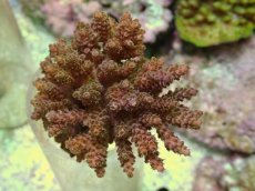 画像1: No.1 フィジー産 浅場ミドリイシ (1)