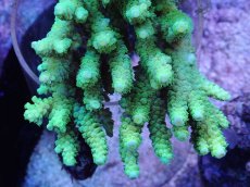 画像2: No.3 バーミキュラータ (2)