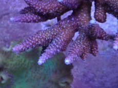 画像2: No.4 フィジー産 ヒメマツミドリイシ (2)