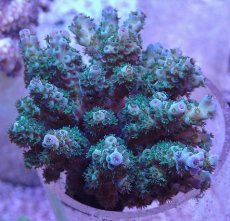 画像1: No.6 フィジー産 カドエダミドリイシ (1)