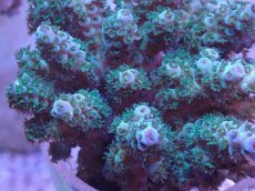 画像2: No.6 フィジー産 カドエダミドリイシ (2)